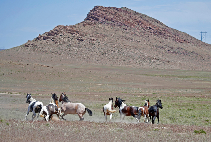 15 Spots In The US To Find Wild Horses