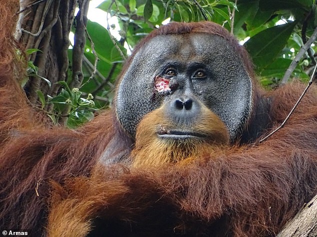 this wild orangutan used medicinal leaves to heal its wounds