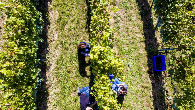 « il ne reste plus rien » : la production annuelle d’un vignoble de réputation internationale menacée