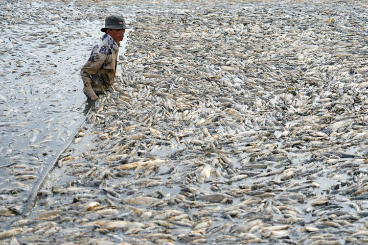 foto: ratusan ribu ikan mati imbas gelombang panas di vietnam