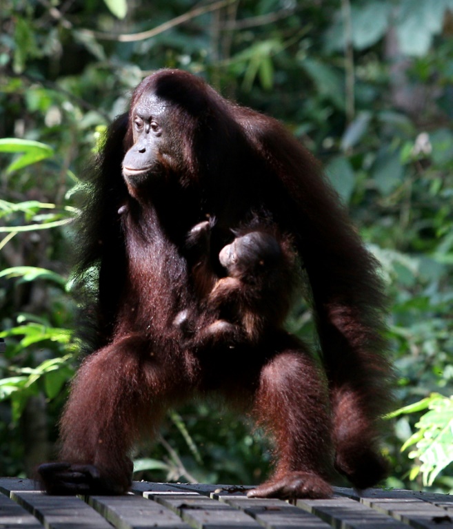 científicos revelan que un orangután silvestre se curó una herida con un ungüento que el mismo produjo