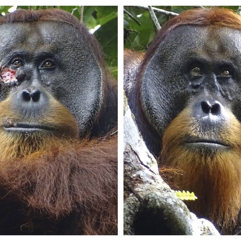 forscher beobachten wunden behandelnden orang-utan