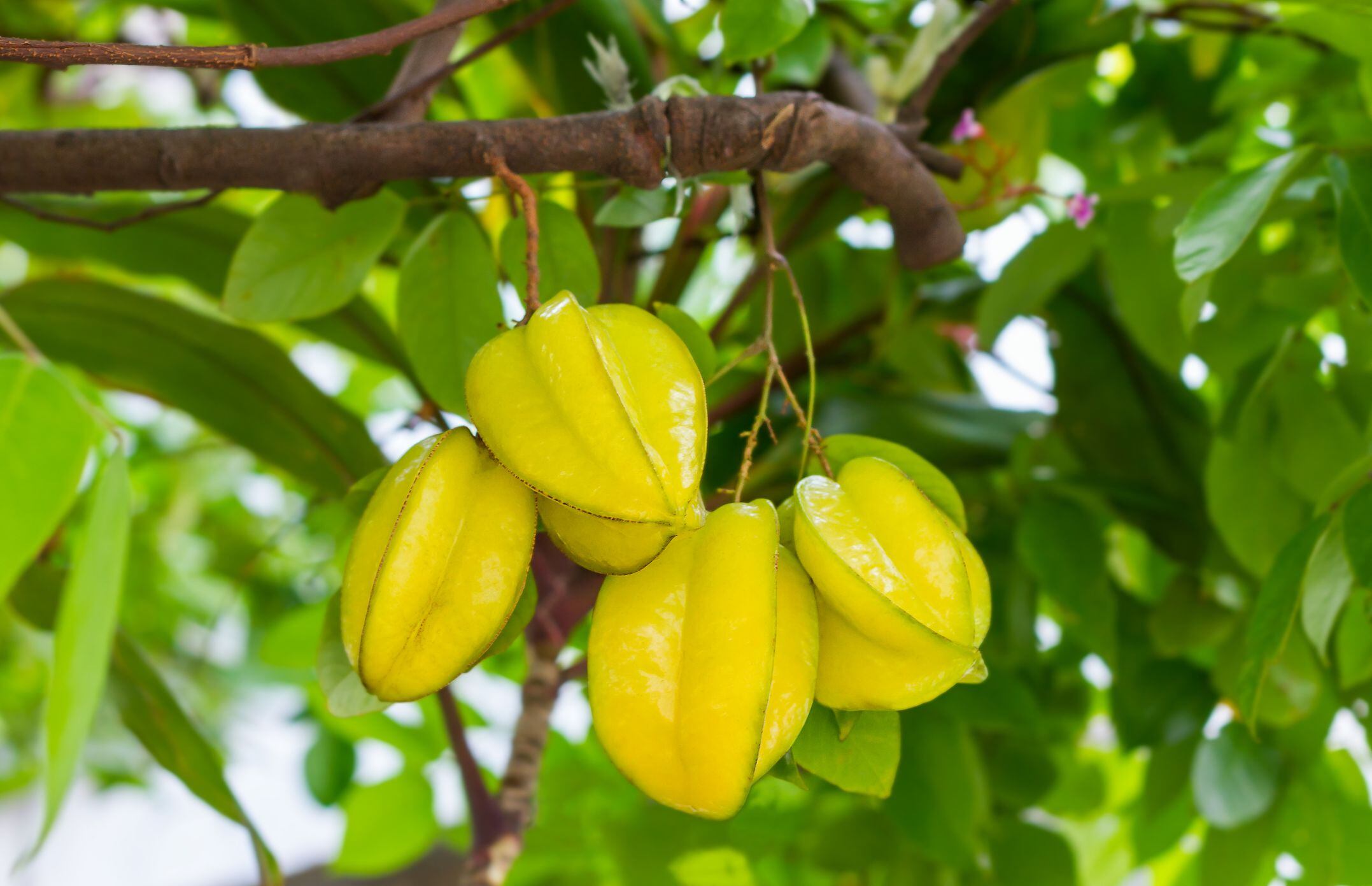 carambolo: beneficios de este fruto y sus contraindicaciones, según estudios