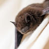 Rabies-infected bat found in Michigan, prompting resident warnings of the fatal virus<br>