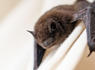 Rabies-infected bat found in Michigan, prompting resident warnings of the fatal virus<br><br>