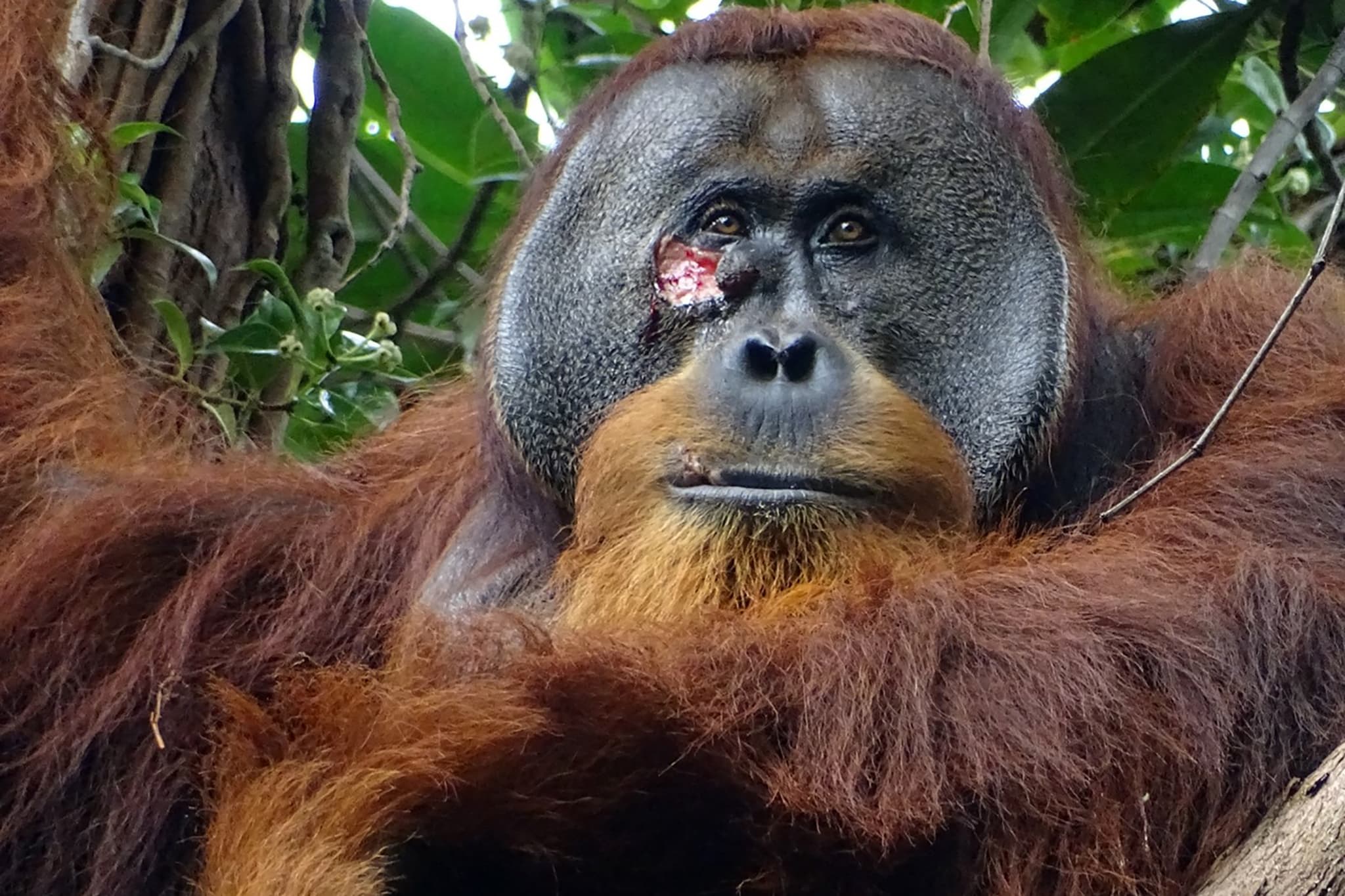 blessé, un orang-outang se fait un pansement à l'aide de plantes médicinales, une première