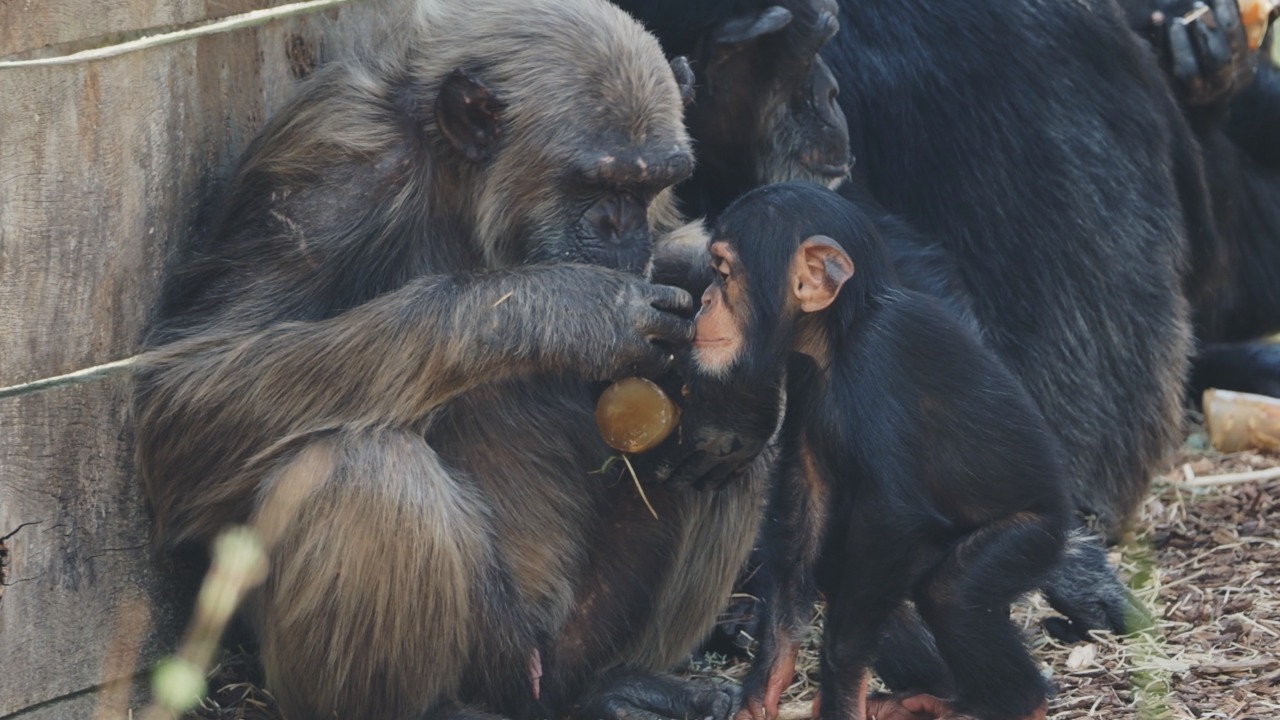 'iconische' wouter overleed in beekse bergen, maar waarom vechten chimpansees?