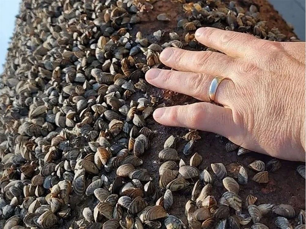 ‘ONE SHOT’: Parks Canada needs to eradicate zebra mussels in Clear Lake