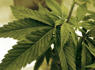 Arkansas officials say Hot Springs medical marijuana dispensary could lose license due to violations<br><br>