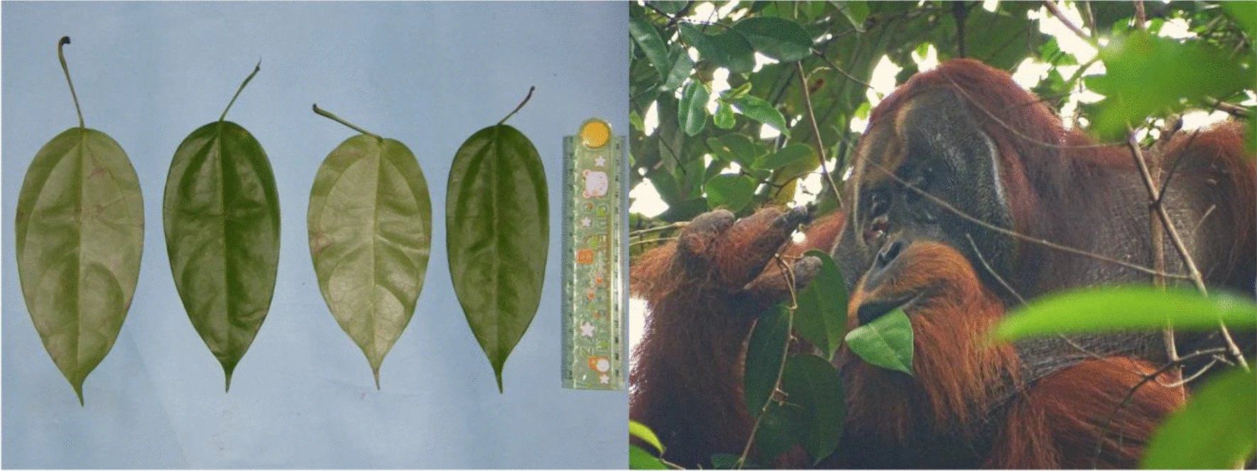 orangután se cura herida con un ungüento que él mismo produjo, revelan científicos