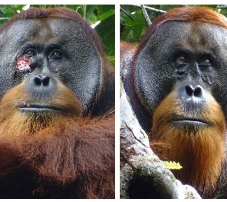 rakus, el orangután que usó una planta medicinal para tratarse una herida