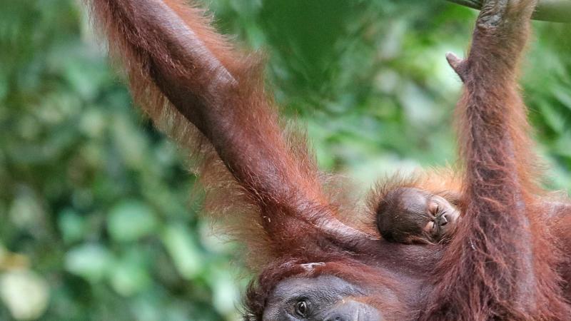 des chercheurs observent un comportement inhabituel chez un orang-outan, une première