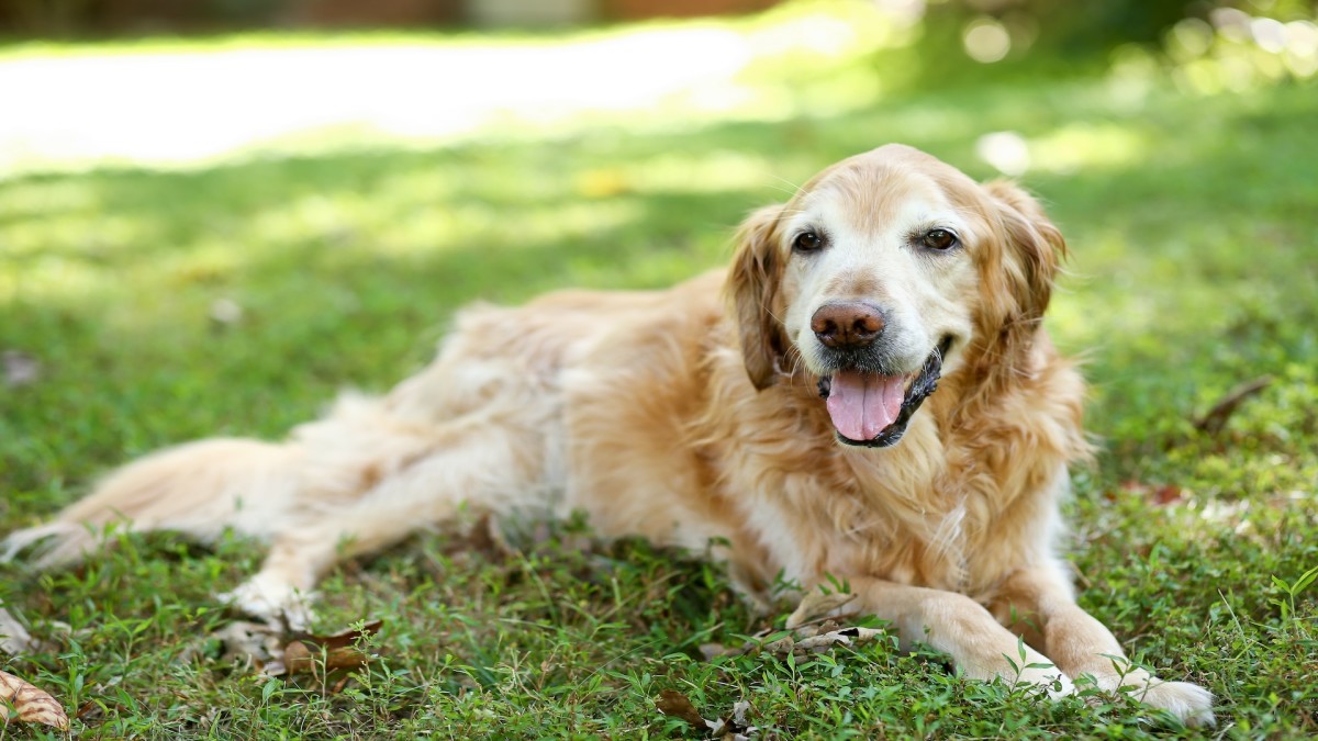 Senior Golden Retriever's Sweet Way Of Asking For Snuggles Is Heart-Melting