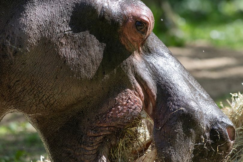 dublin zoo's 'lonely, lonely hippo' finally gets new mate after 7 years of solitude