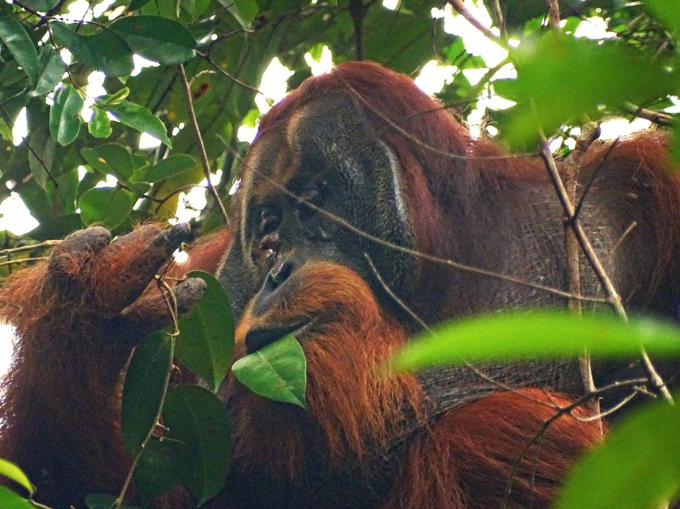 los científicos graban por primera vez a un orangután curándose una herida con una planta