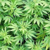 Arkansas officials issue first medical marijuana permit revocation<br>