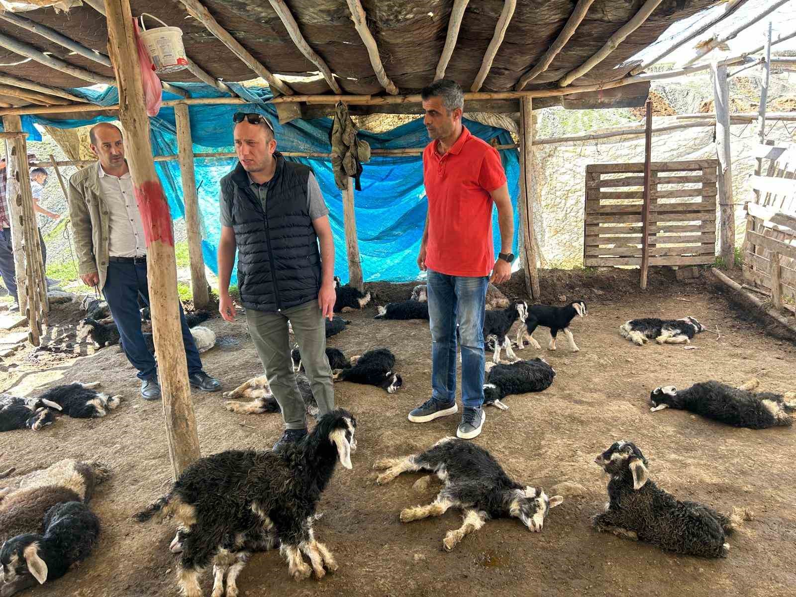 başıboş köpek saldırısında 45 hayvanı telef olan çiftçiye hayırsever desteği