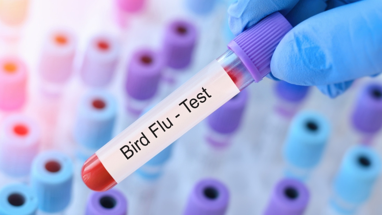 γιατί δεν μπορεί να προκαλέσει, προς το παρόν, πανδημία ο ιός της γρίπης των πτηνών