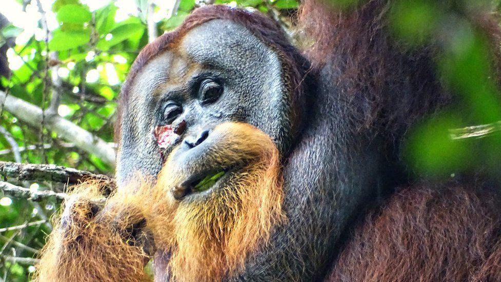 orangotango selvagem é visto usando planta para curar ferida