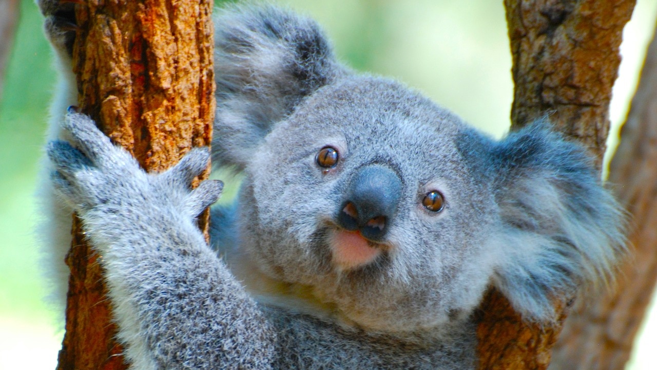 international wild koala day 2024: all you need to know