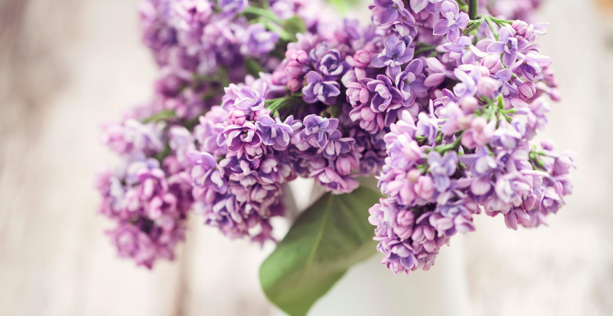 when to prune lilac if you want even more beautiful blooms to appear