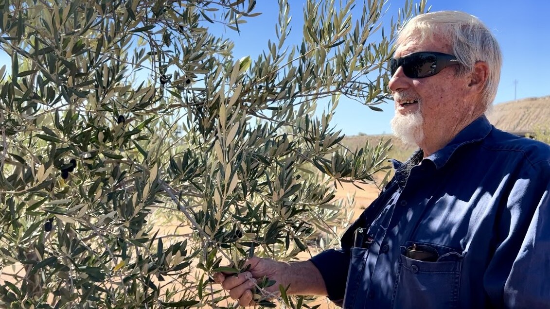 how olive oil from a broken hill 'dust bowl' landed on the tables of sydney's top restaurants