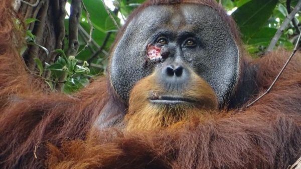 sensation: orang-utan nutzt heilpflanze zur wundversorgung