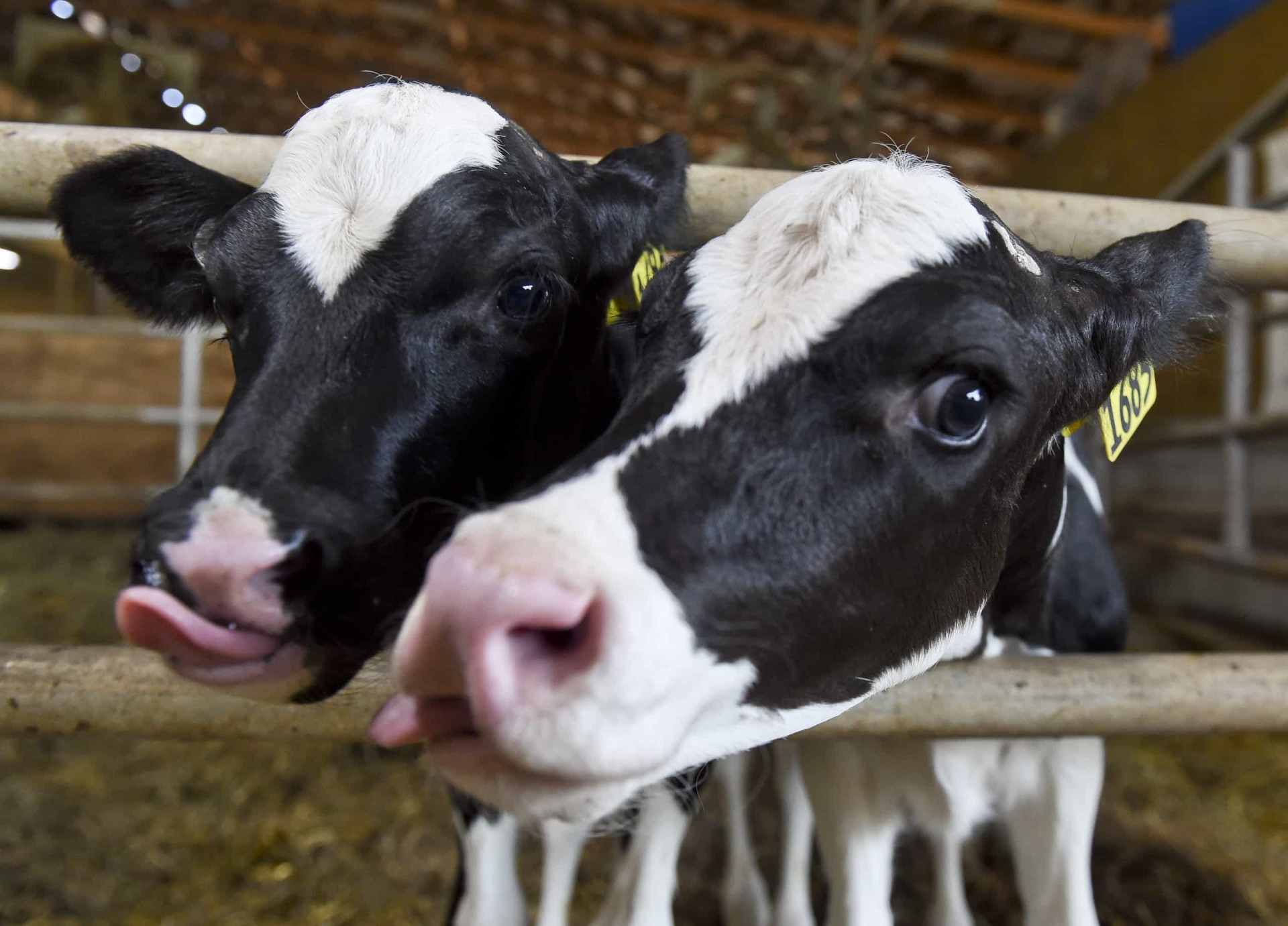 Smör eller margarin – vad är bäst?