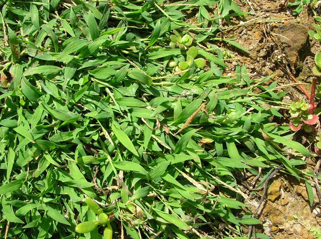 how to, how to get rid of weeds in your lawn with 8 easy methods