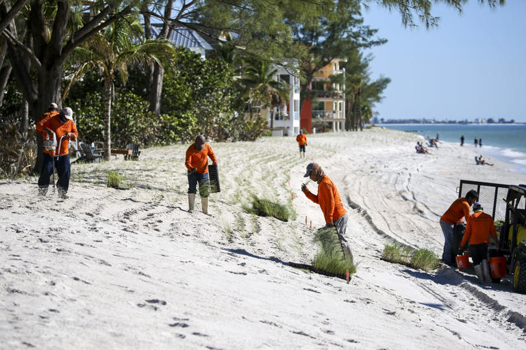 A landscaping team works to embed sea oats plugs into a reconstituted dune in Treasure Island in October. The need for larger-scale beach nourishment projects in Pinellas County is among the reasons county officials are interested in changing the formula behind how tourist tax dollars are spent.