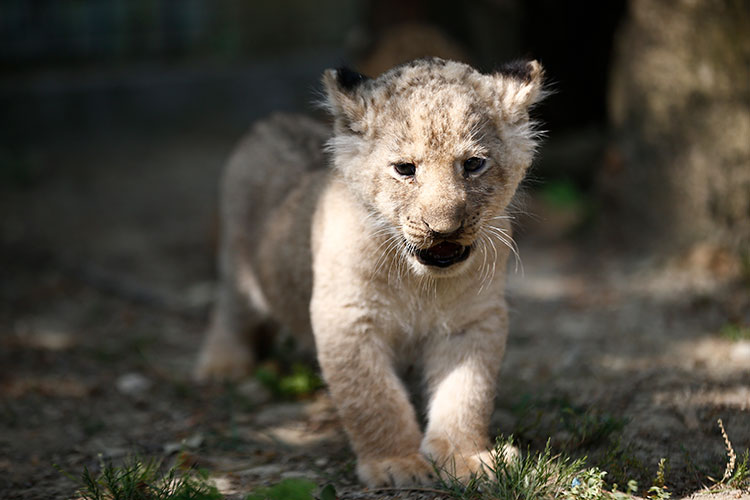 antalya'da dünyaya gelen üç aslan yavrusuna galatasaraylı isim önerileri