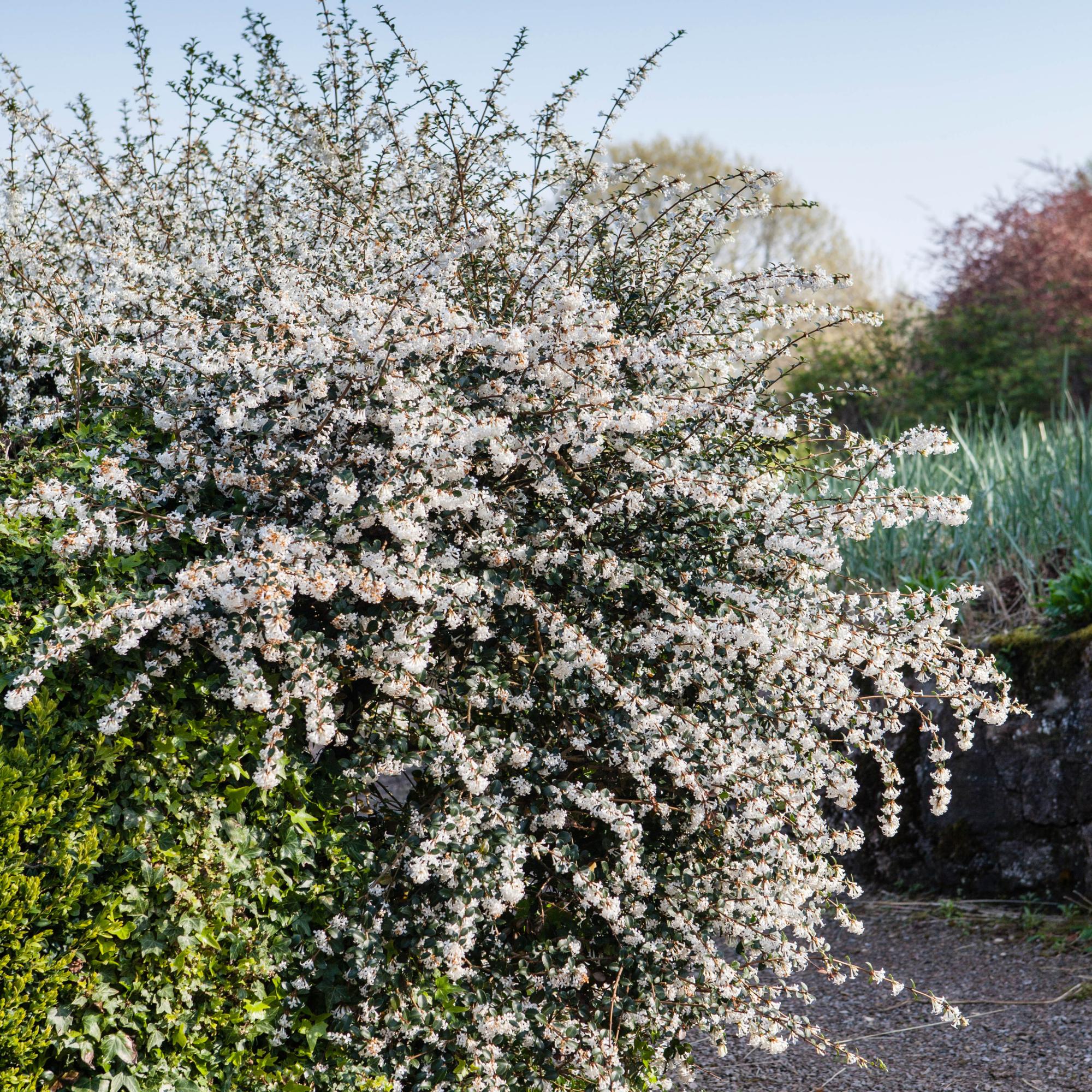 shrubs offer resilience and reliability: here are 10 that will thrive in your garden
