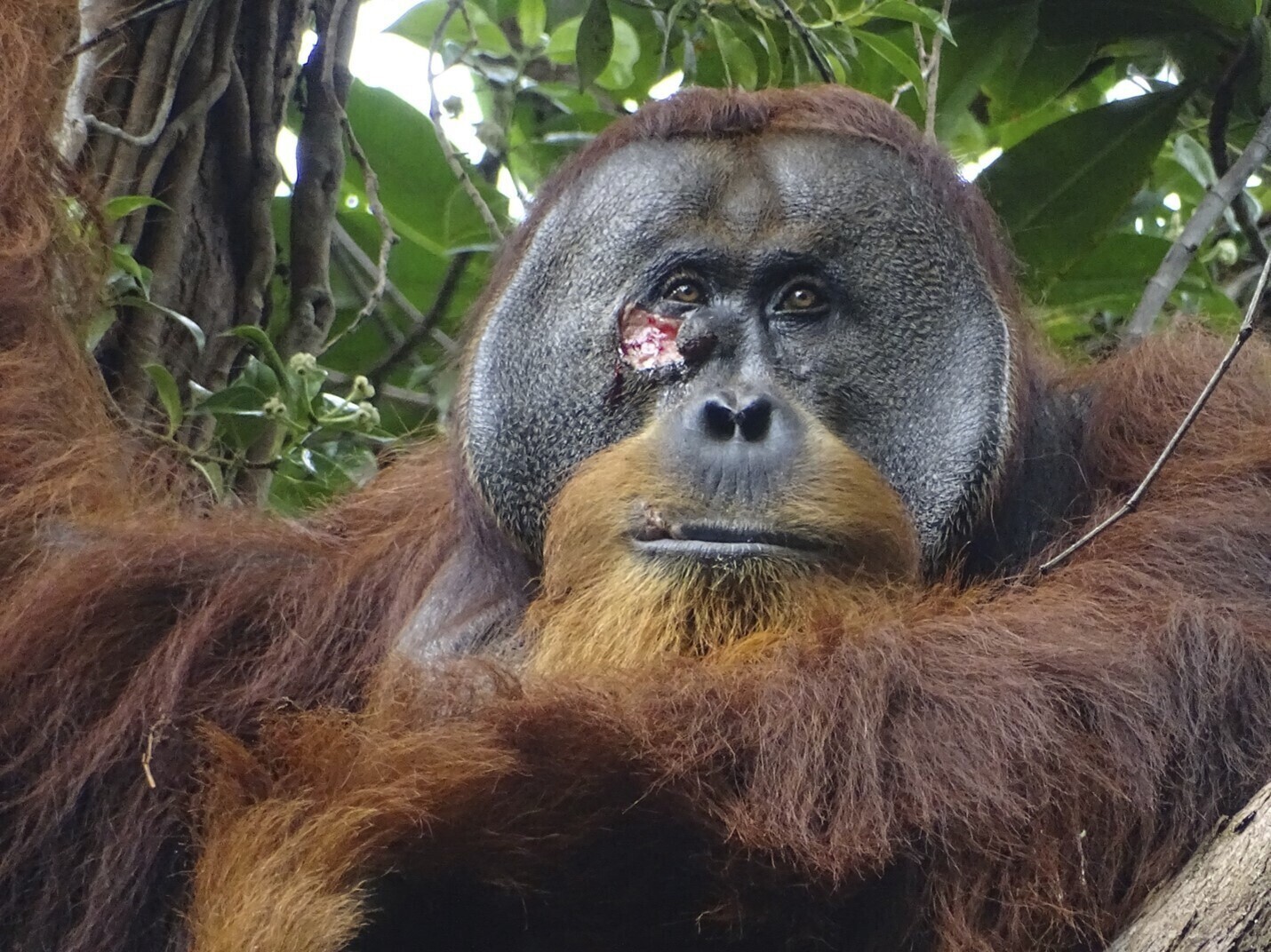 gewonde orang-oetan gebruikt zelfgemaakt medicijn om wond te laten genezen