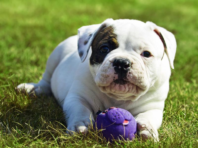 how the american bulldog became a trending breed in the u.s.