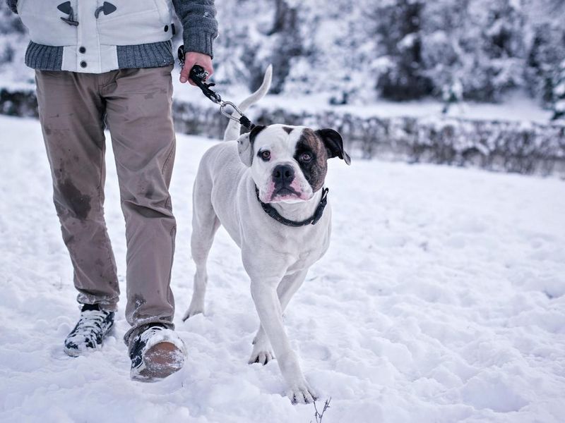 how the american bulldog became a trending breed in the u.s.