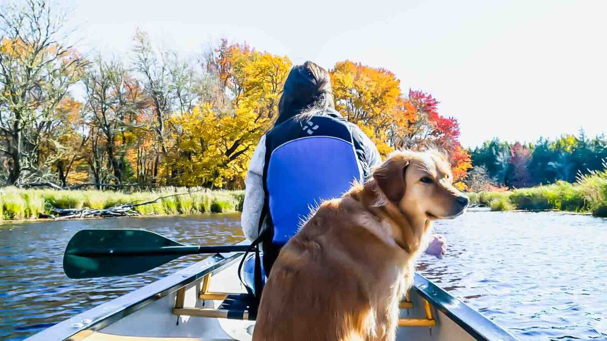 <p>Share a quiet paddle with your dog in a canoe or kayak. Many places that offer these activities also provide life jackets for dogs. It’s a peaceful way to bond while watching the scenery together. Just make sure your dog is comfortable with water and doesn’t disrupt the balance of the boat.</p>
