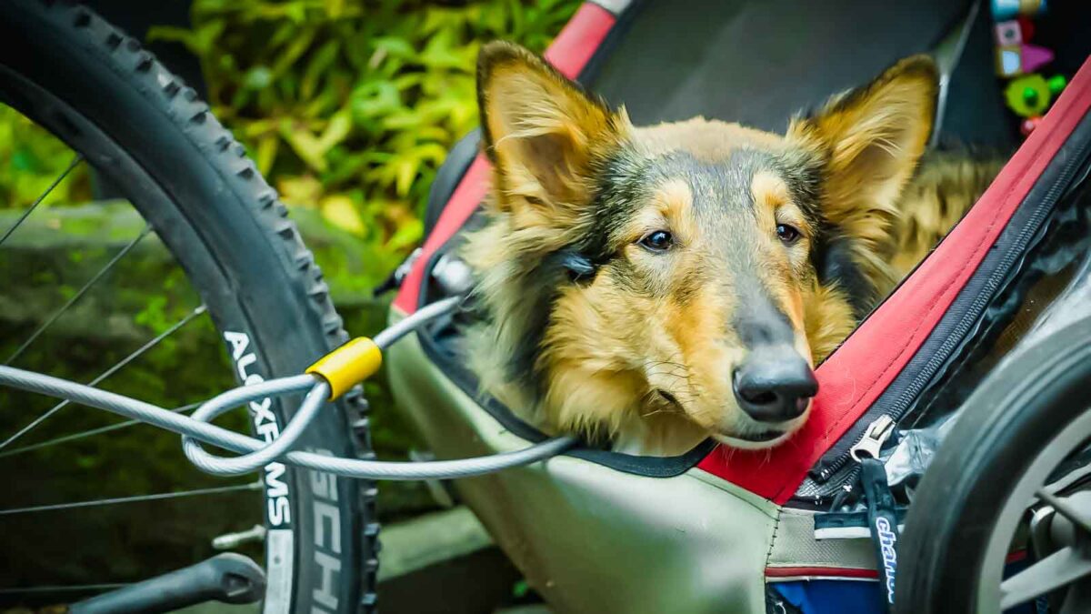 <p>Take your dog on a biking adventure on dog-approved trails. Use a safe attachment to keep your dog near your bike, and ensure they can keep up comfortably without overexerting.</p>