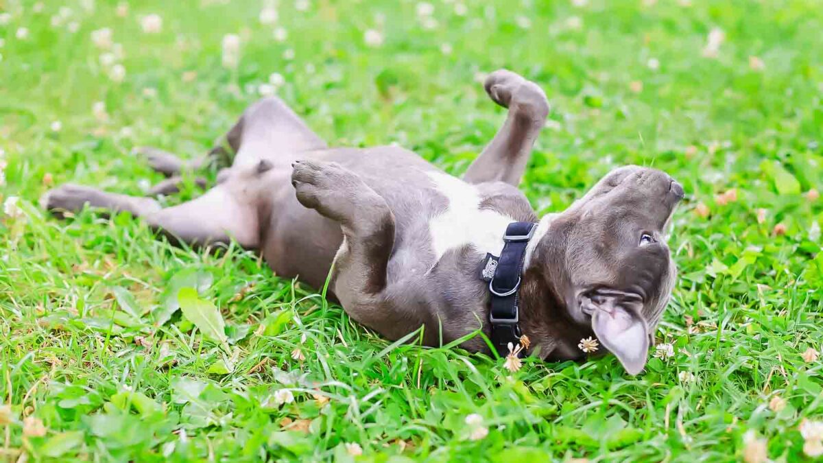 10 Cute Dog Behaviors That Could Mean Something Troubling
