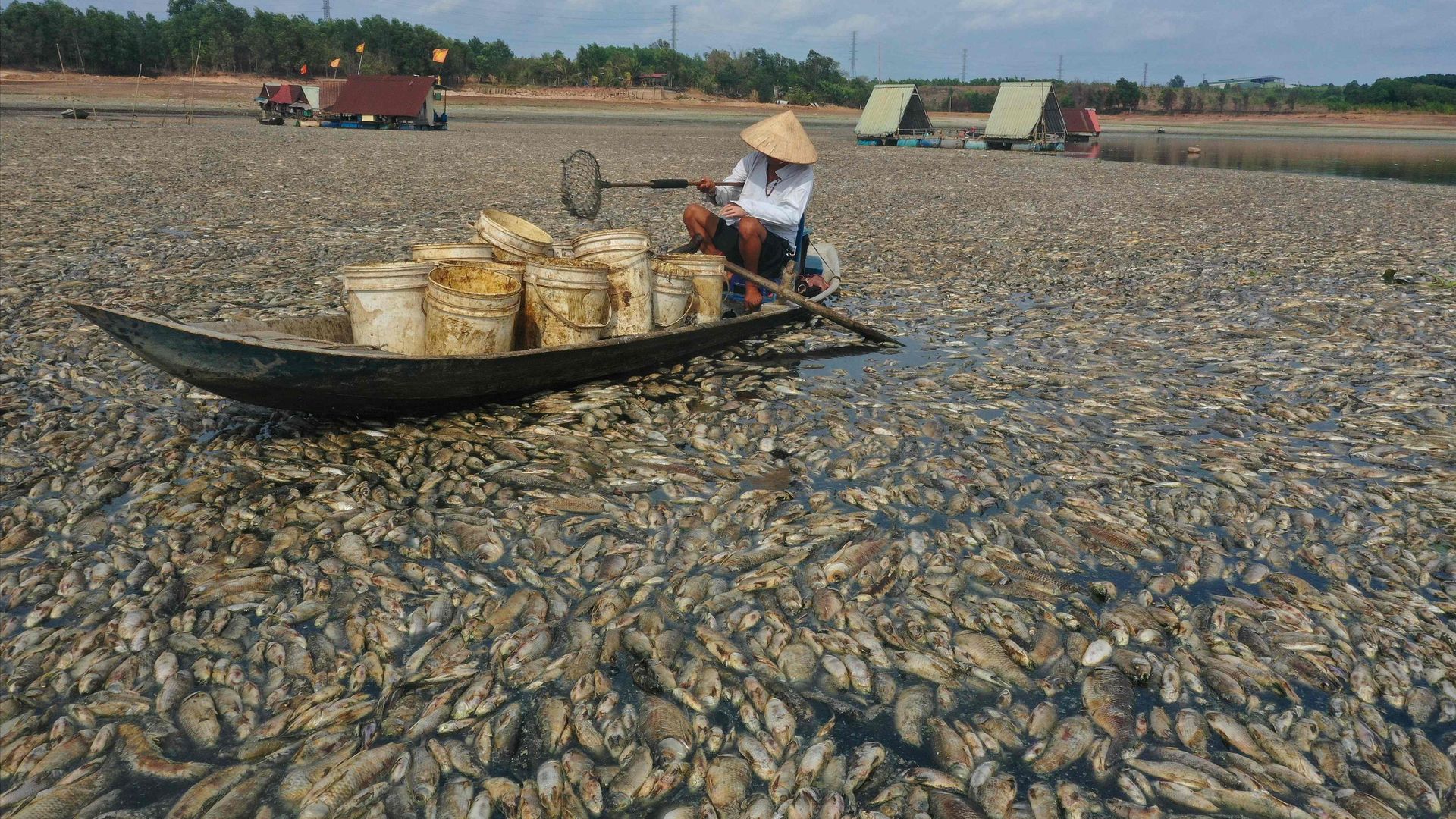 vietnam: hunderttausende fische verenden wegen hitze und dürre