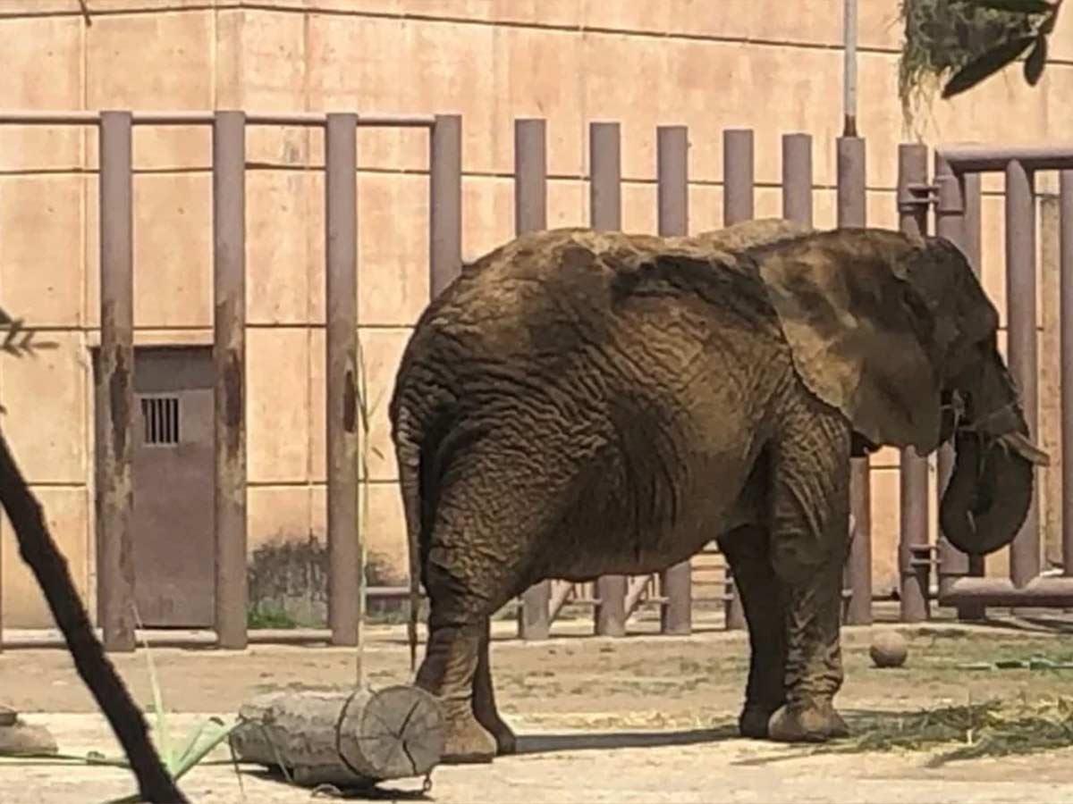 elefanta ely, 'la más triste del mundo', gana amparo histórico en méxico