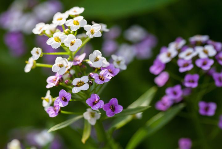 15 Annual Flowers That Will Add Splendor Your Garden