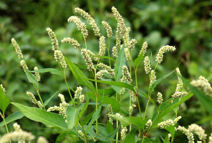 15 Weeds That Deserve a Place in Your Garden