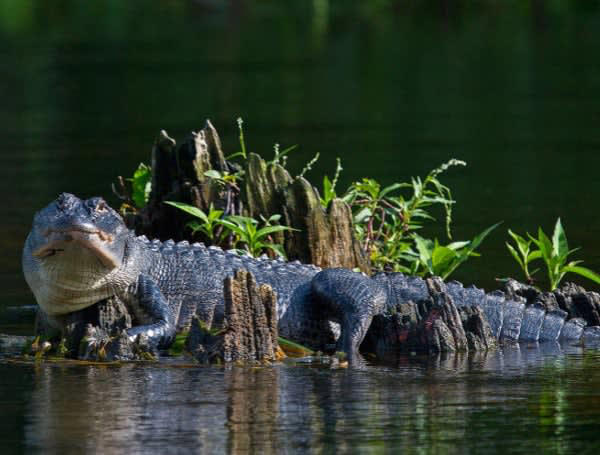 Applications For Alligator Harvest Permits Open Today, Including New ...