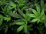 Maddow Blog | Why the Biden administration plan to reclassify marijuana matters<br><br>