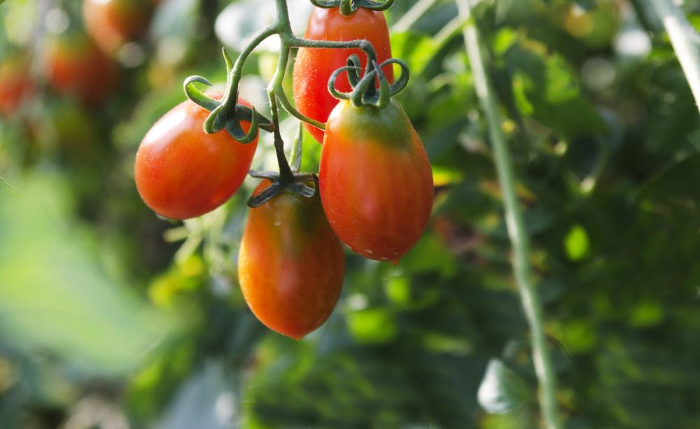 grünkragen an tomaten