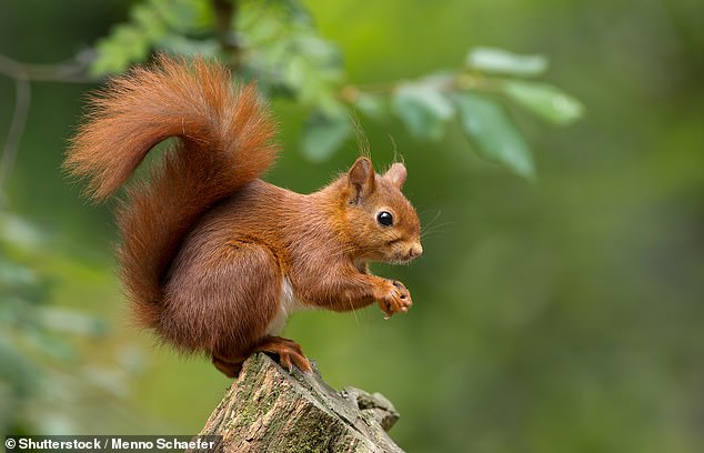 leprosy spread between people and red squirrels in medieval england