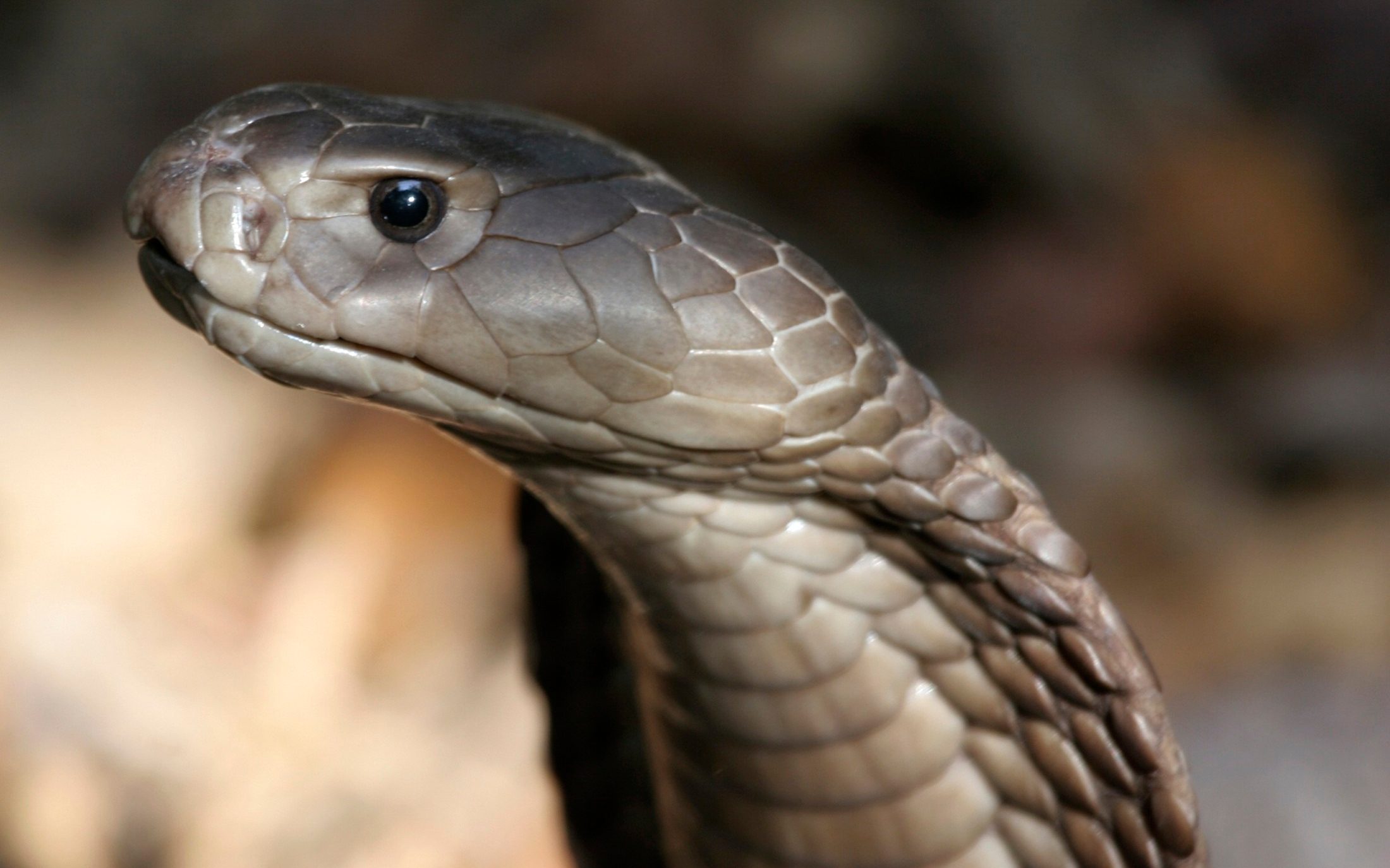 inflammation drug could be repurposed to treat toxic snake bites