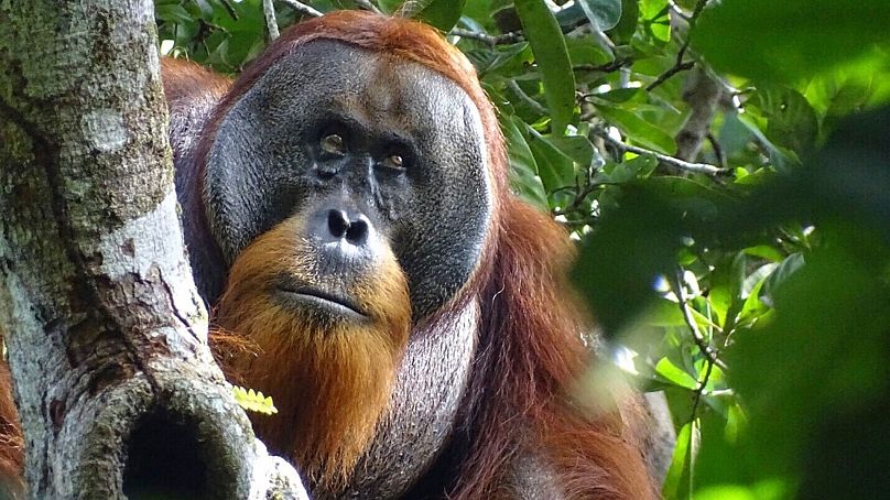 l'orango usa una pianta medicinale per curare una ferita, osservato per la prima volta