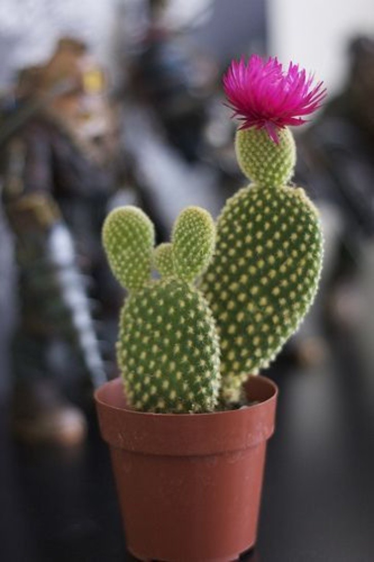 cactus de la suerte que puedes tener dentro de tu casa para alejar la envidia
