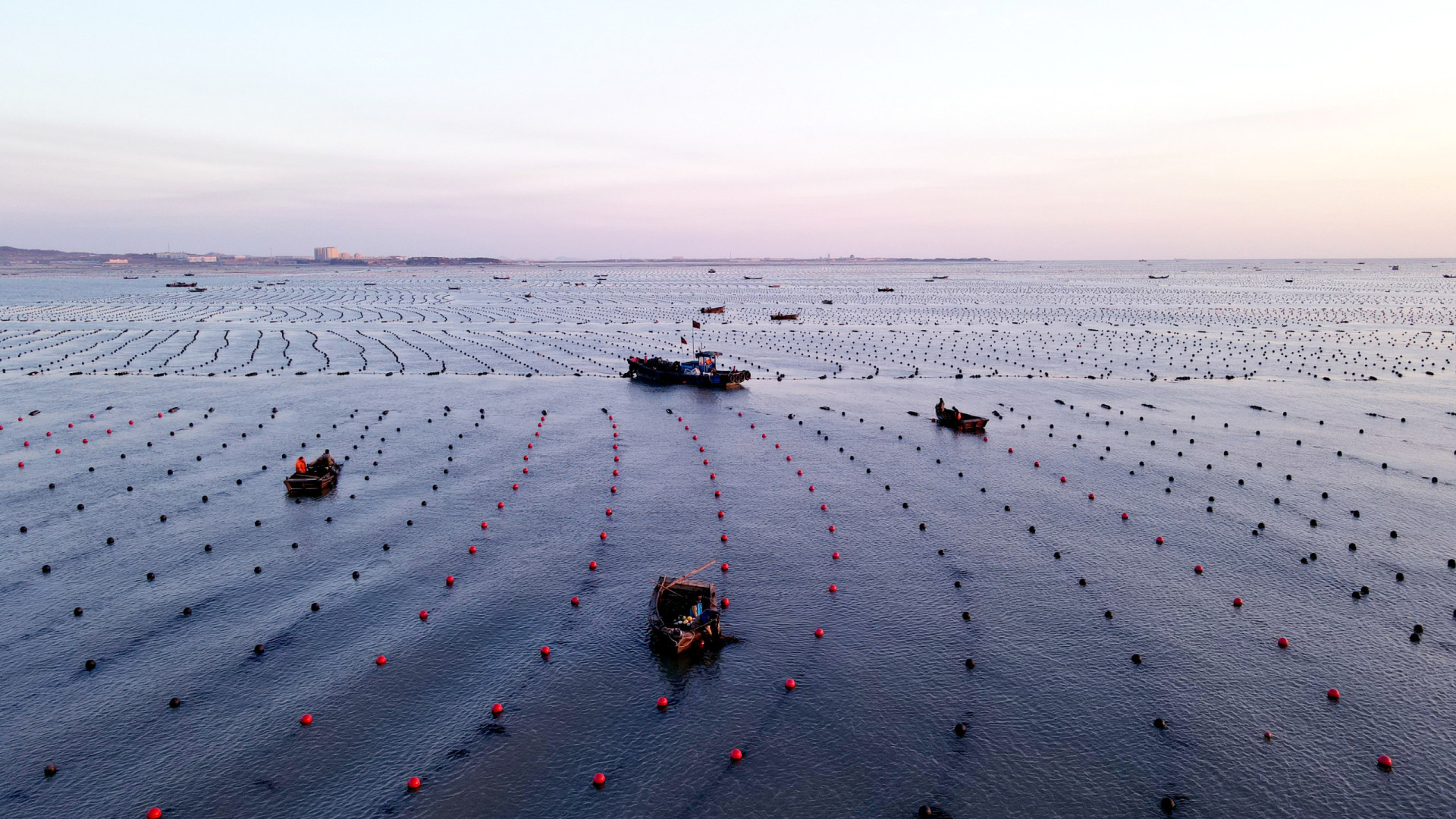 Why coral reefs are disappearing